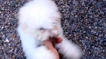 ID 349, Bichon frise & poodle puppies for sale by mcallen tx texas