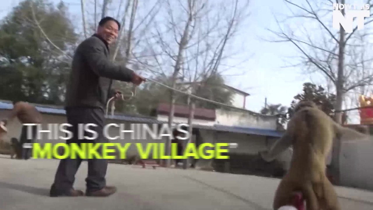 Chinese "Monkey Village" Has Been Training Monkeys To Do Tricks For Centuries