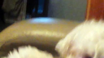 For Sale on DoneDeal: Bichon Frise pup