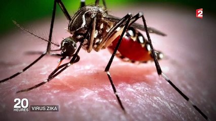 Zika : une transmission possible par voie sexuelle