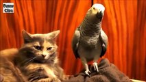 Parrot vs Cat! or I should say Cat vs Parrot?