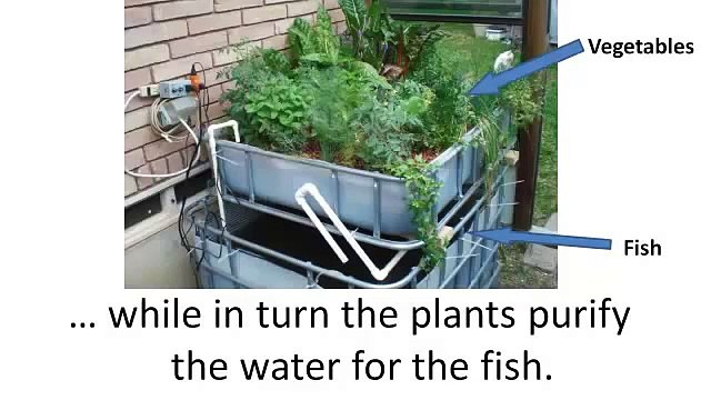Backyard liberty review-Backyard liberty aquaponics video-Backyard liberty aquaponics