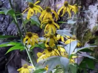 Hike for Health 3 Minute Meditation - Oro Valley - Marana - Tucson Acupuncturist