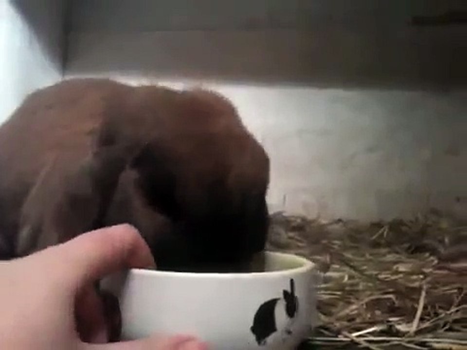 Clickertraining rabbit