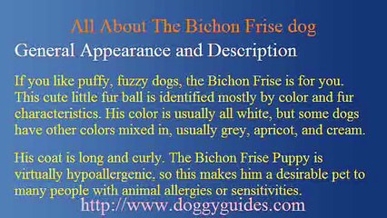 Bichon Frise Dogs Are They Suitable For Your Household?