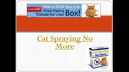 Cat spraying no more | Cat spraying no more Review