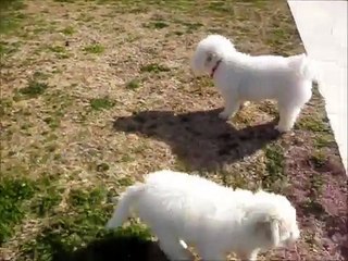 Bichon Frise: Titan ...El Bichon Turbo