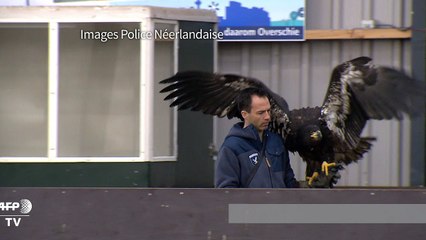 La police néerlandaise teste des aigles pour capturer des drones