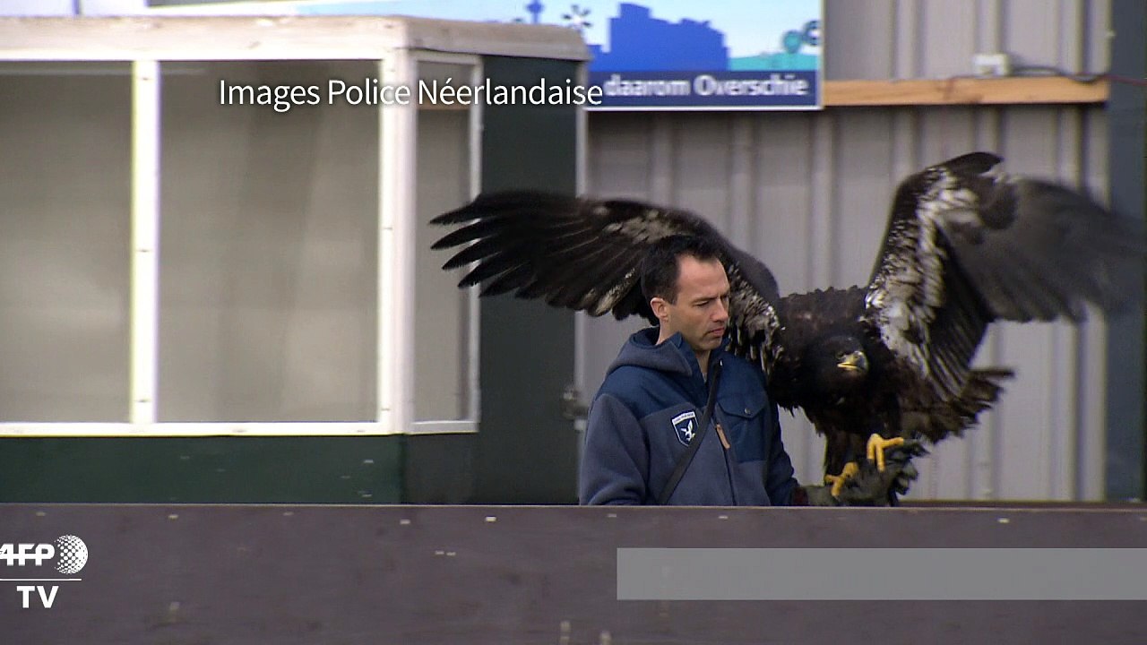 La police néerlandaise teste des aigles pour capturer des drones