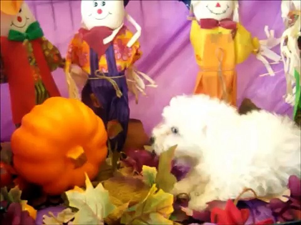 MALE BICHON FRISE PUPPY
