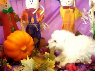 MALE BICHON FRISE PUPPY