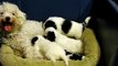 Muffin (Bichon Frise) & her mix breed puppies