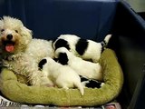 Muffin (Bichon Frise) & her mix breed puppies