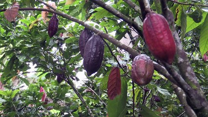 Los pueblos fantasma de la coca