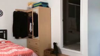 Cat Leaps to Top of Cabinet