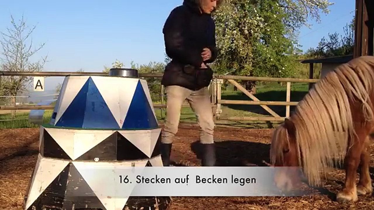 Clickertraining/Tricks mit Pferden Lektion "Hut auf den Kopf legen"