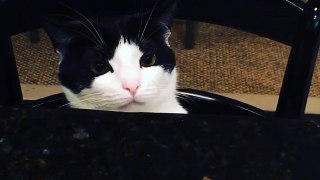 Cat Steals Treat off Table