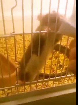 Щас всех порву! Прикольный Хомяк