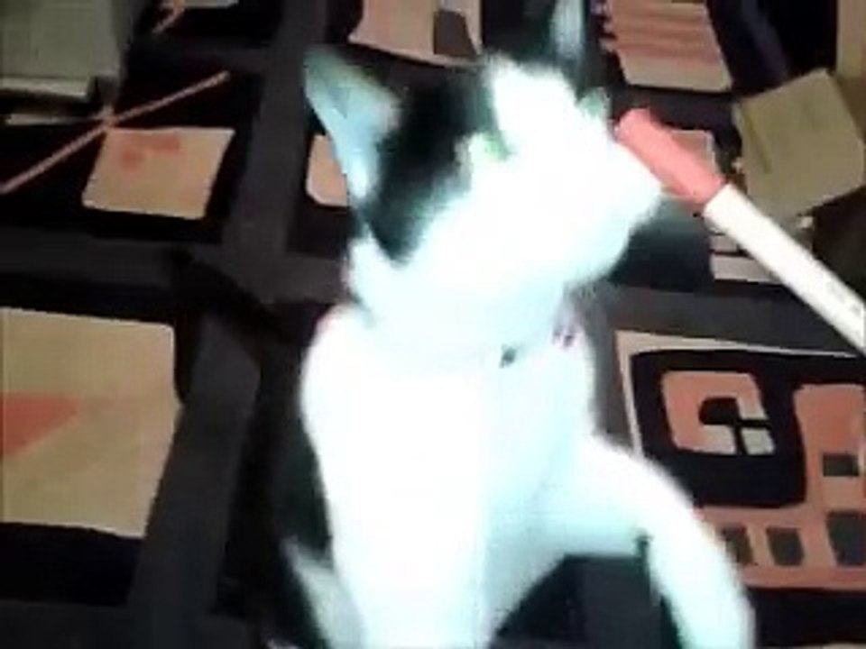 Luna und das Clickertraining - "Dreh dich"