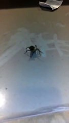 ARAÑA TRANSPORTA A SUS CRÍAS (720p)