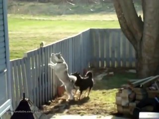 ARDILLA MAREA A PERROS (720p)