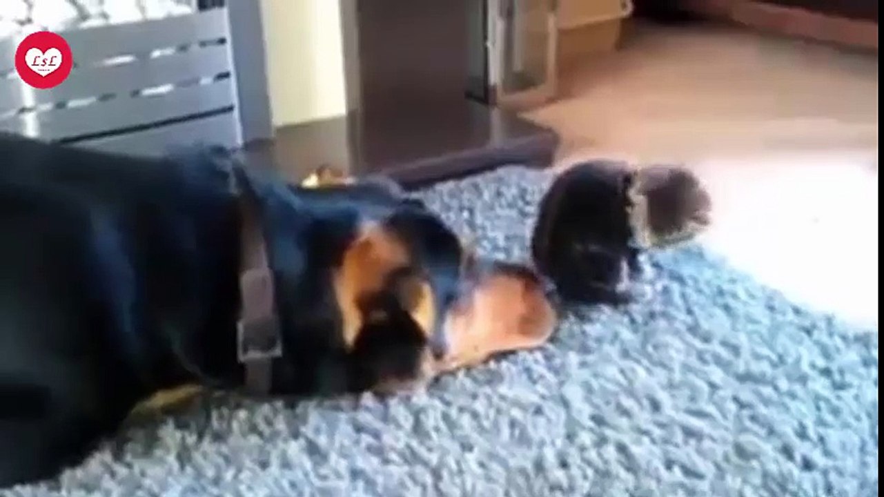 Funny Animals Compilation Ep4