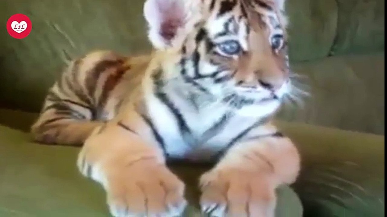 Funny Animals Compilation Ep3