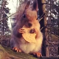 Cute Squirrel  eating a cookie