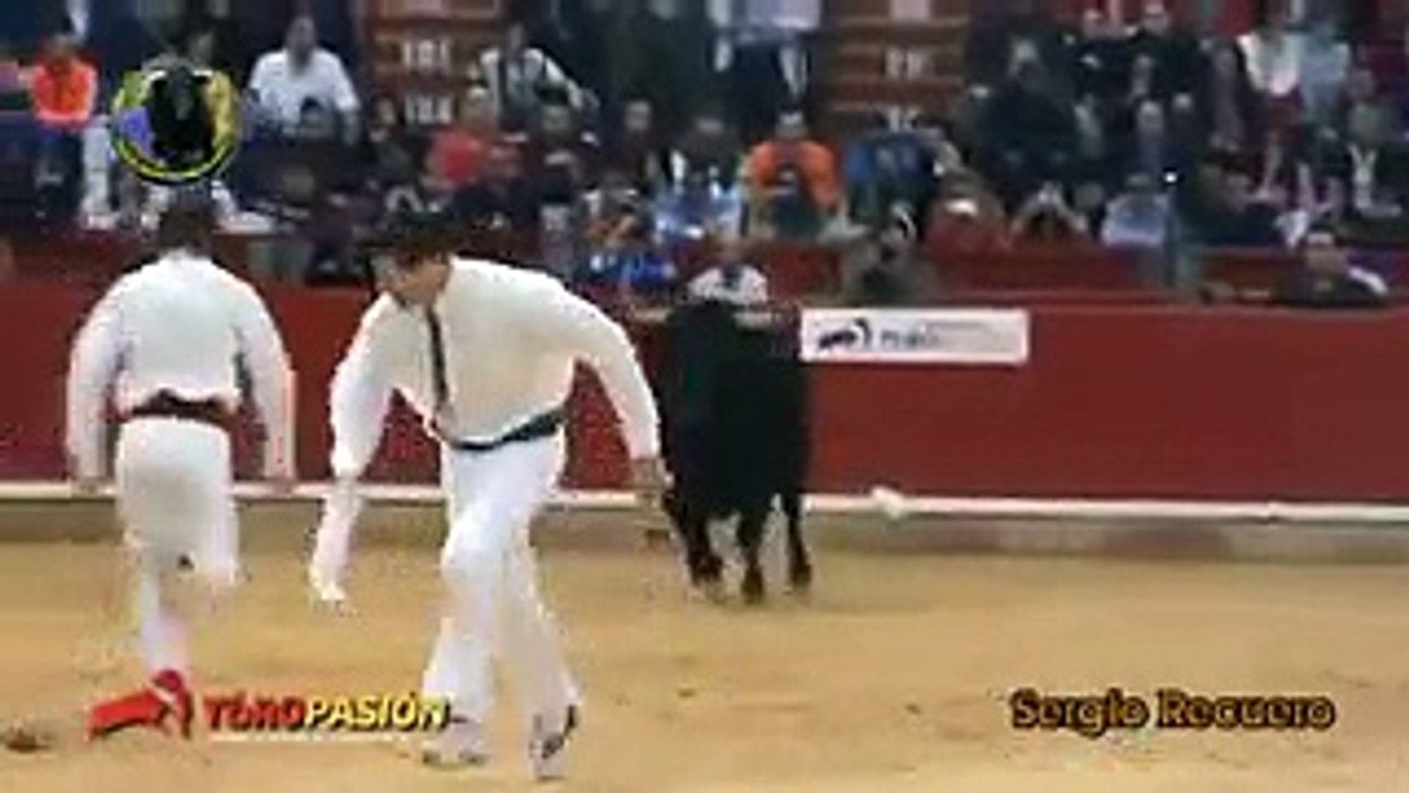 Great bull Fighting