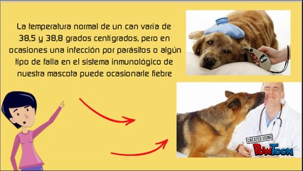Cuales son los sintomas de fiebre en perros
