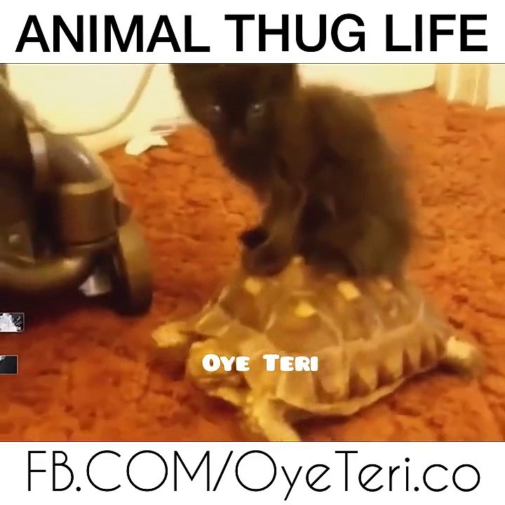 funny animals in boy fighti