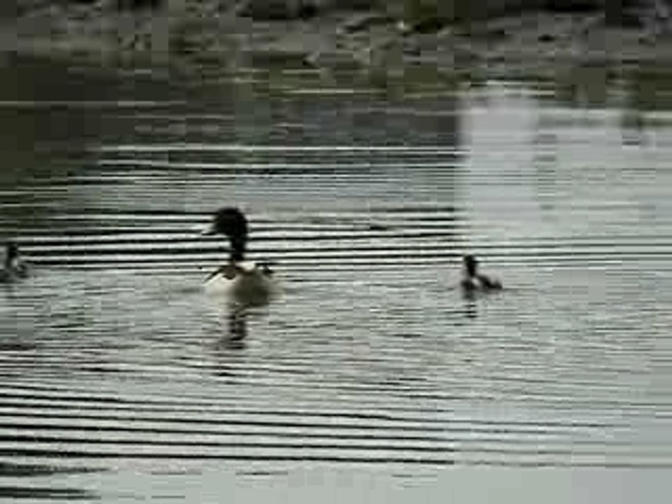 La famille de Tadornes de Belon -  27/5/07