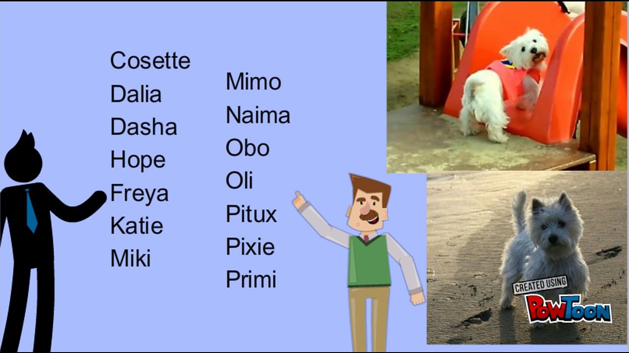 Mira nombres para perros westies terrier