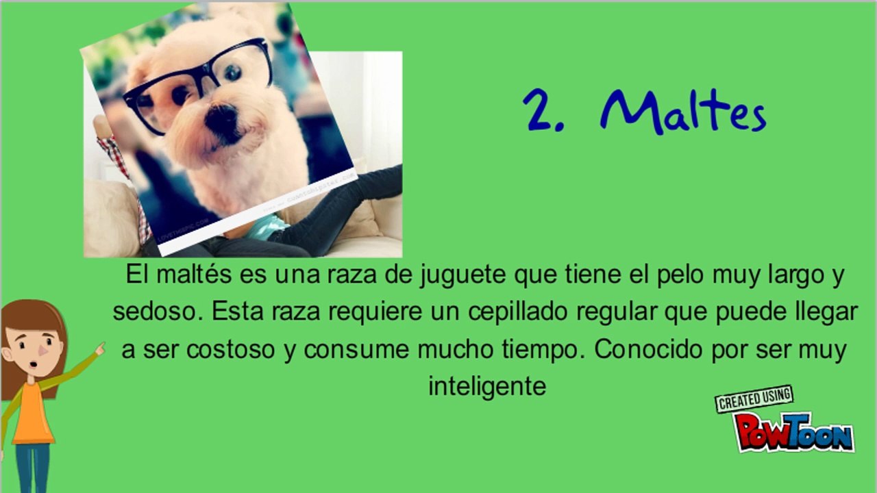 Mira los 5 perros que no pierden pelo