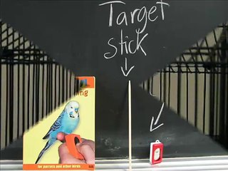 Parrot Training: Budgerigar Tweety starts Clickertraining