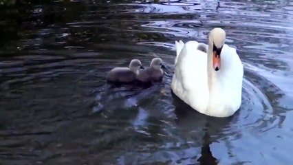 [Funny animals] - Baby Swans Use Mom As A Taxi