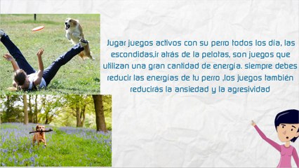 Como educar a un perro desobediente En 5 pasos