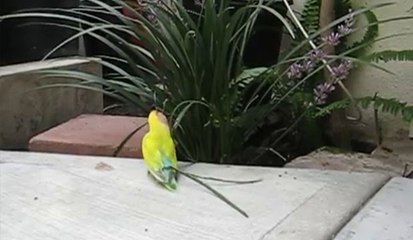 A bird glides leaves in its plumage