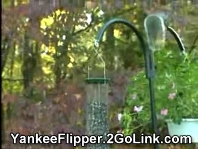 Droll Yankees Flipper Bird Feeder Funny Video Dailymotion