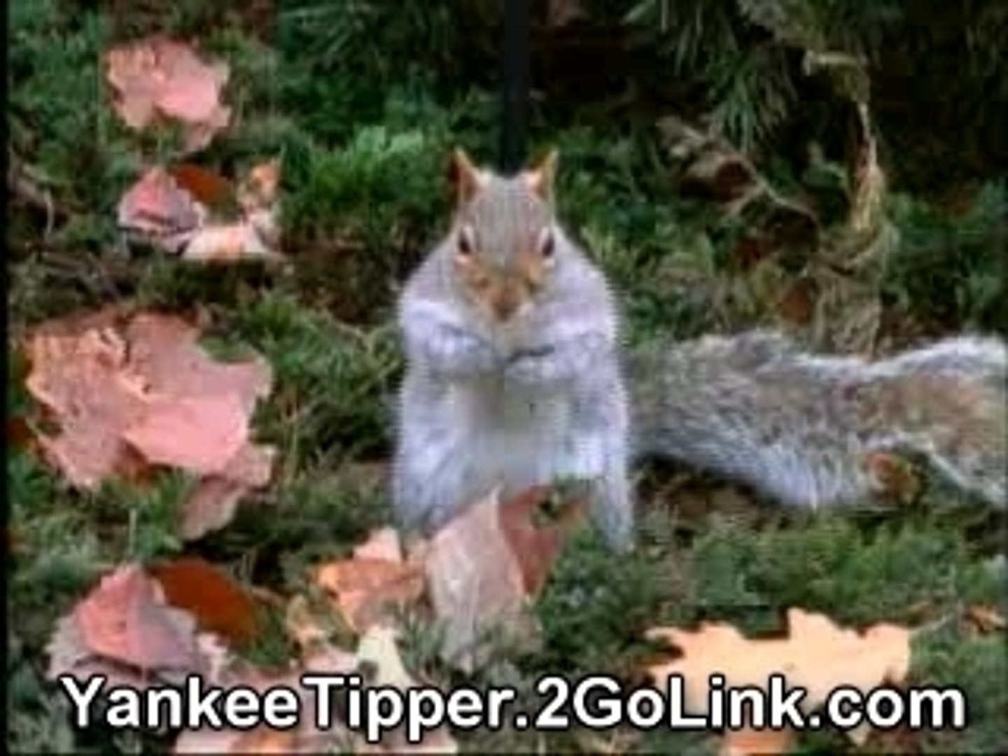 Droll Yankees Tipper Bird Feeder Funny Video Dailymotion