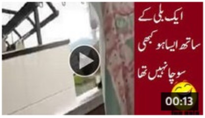 Cat slips and falls from balcony funny clip