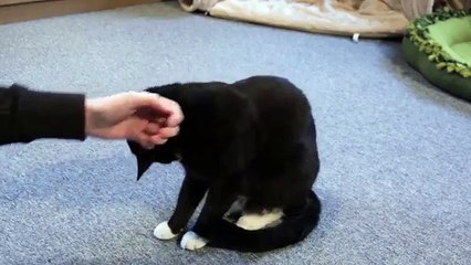 Clickertraining: Ein Kommando für einen Trick einführen