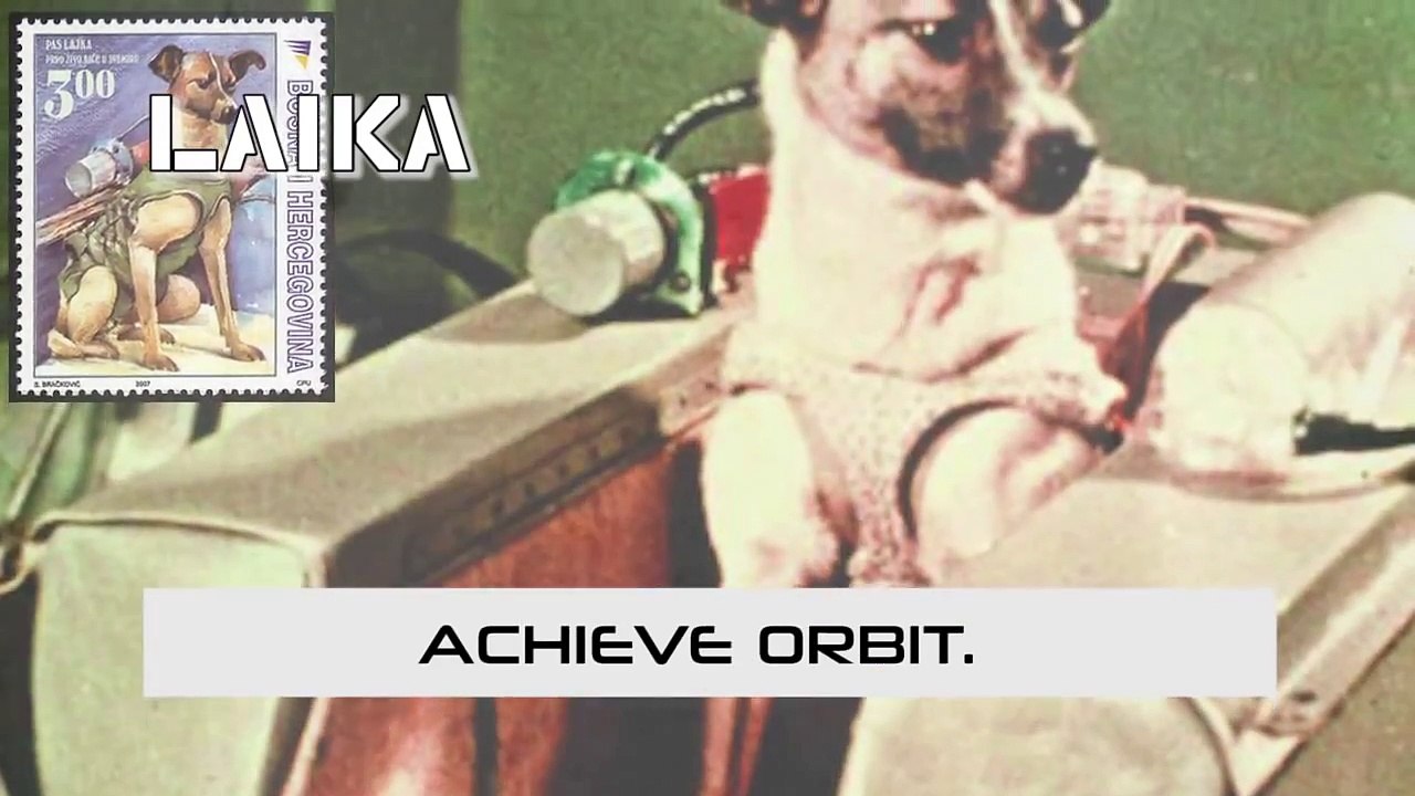 10 Animals Who Went To Space
