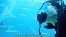 Open Water Diver course 16-17 Jan 2016 - Clip 1