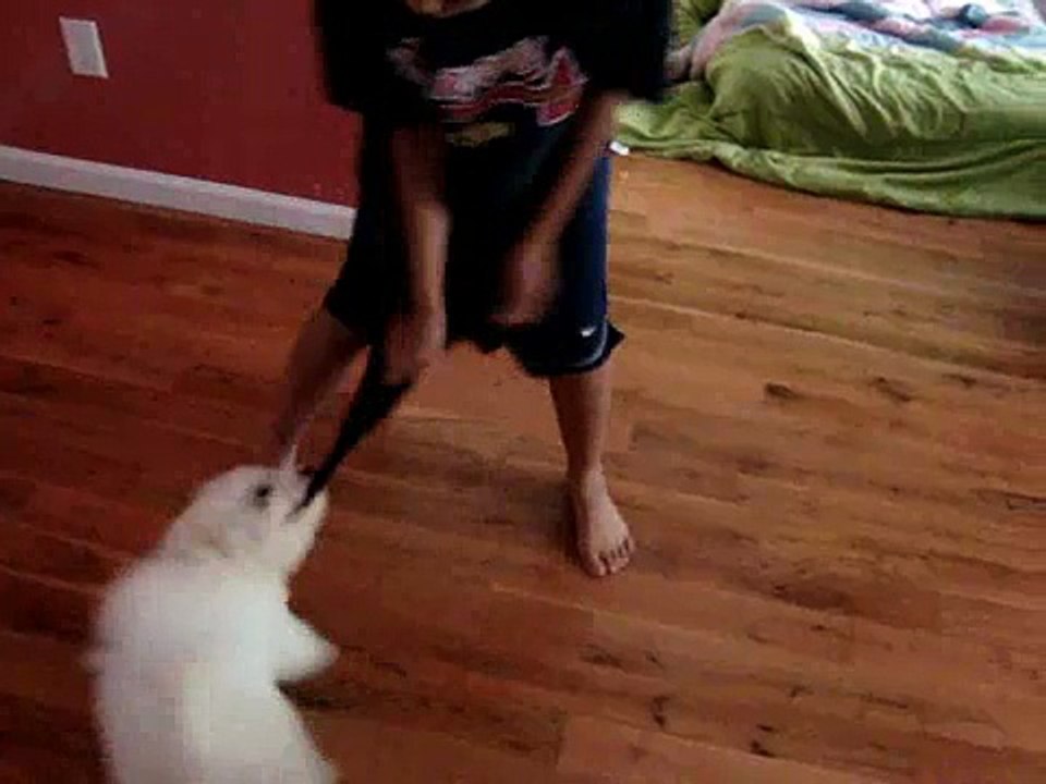 Max, the bichon frise, pulls Mac's shorts off