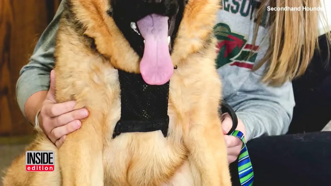 Quasimodo le chien différent est à la recherche d'une famille d'acceuil.