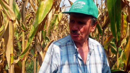 Dikkat, Mısır, Darı, Kaç Kere Sulanır. Hektolitre,Kaymaklanma, Nedir, Neden,Nasıl, Olur,Ye