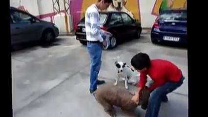 Clickertraining Ellio