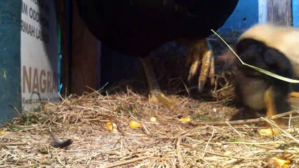I Are Cute Chicken - Funny Baby Chicks Animal