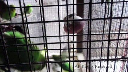 Real Ghost Caught On Camera When Flash Applied While Video Recording